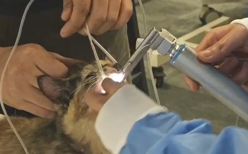 Veterinary airway management and anesthesia consumables