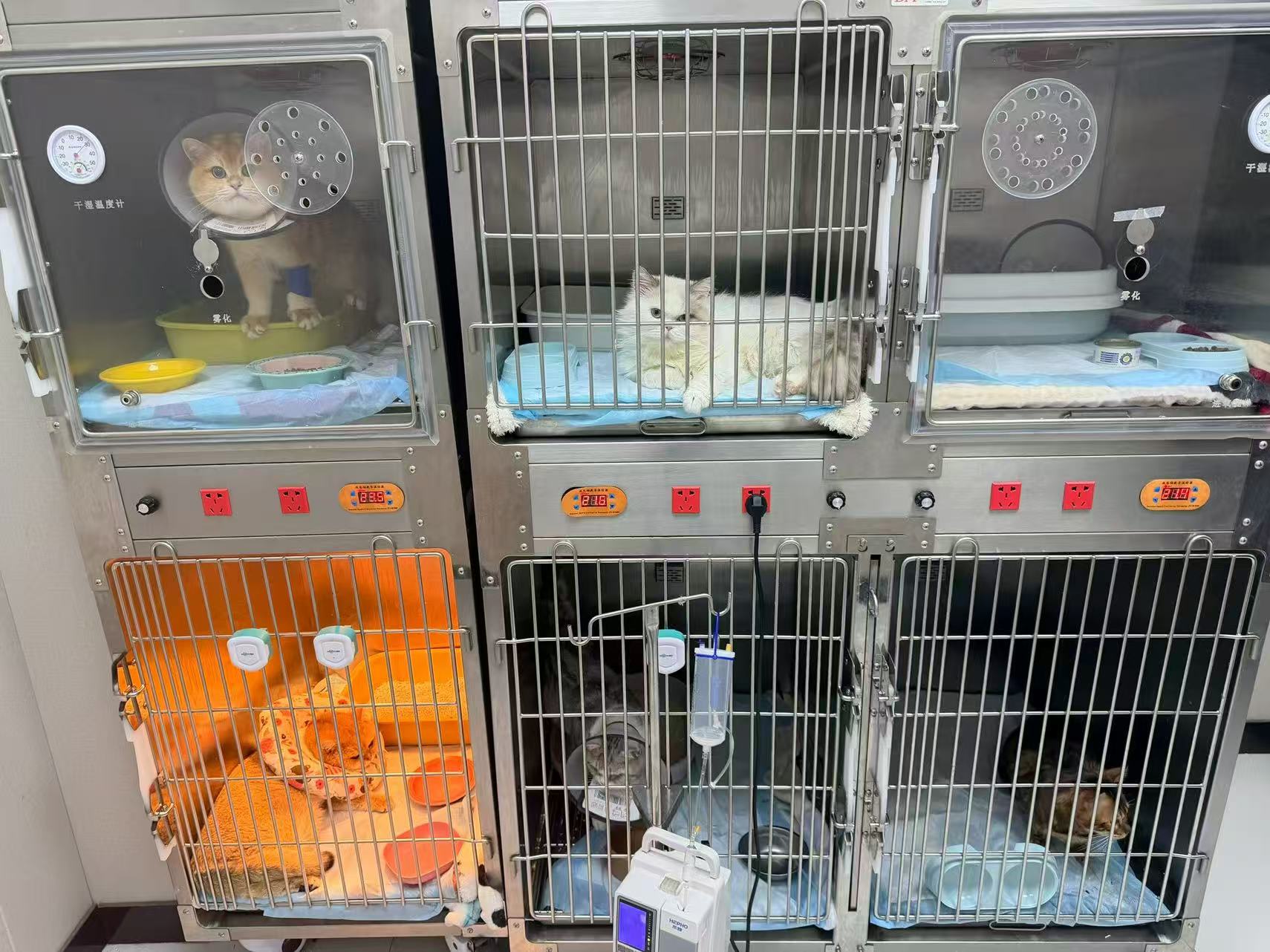 Veterinary anesthesia workstation and respiratory support setup